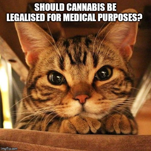 It has been proven to effectively treat epilepsy where other drugs have failed. What do you guys think? | SHOULD CANNABIS BE LEGALISED FOR MEDICAL PURPOSES? | image tagged in medical marijuana,yes or no | made w/ Imgflip meme maker