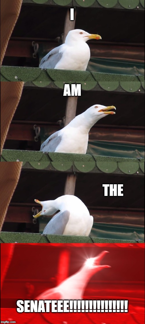 Inhaling Seagull | I; AM; THE; SENATEEE!!!!!!!!!!!!!!! | image tagged in memes,inhaling seagull | made w/ Imgflip meme maker