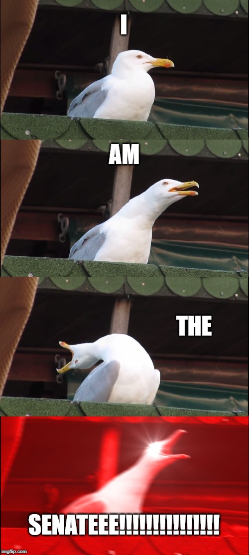 Inhaling Seagull Meme | I; AM; THE; SENATEEE!!!!!!!!!!!!!!! | image tagged in memes,inhaling seagull | made w/ Imgflip meme maker