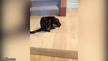 What a Boothead | image tagged in gifs,cute cat | made w/ Imgflip video-to-gif maker