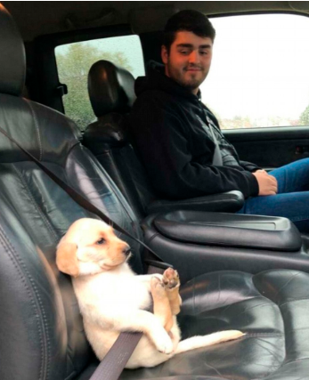 Buckled up pupper Blank Meme Template