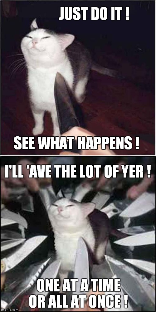 Self Defence Cat | JUST DO IT ! I'LL 'AVE THE LOT OF YER ! SEE WHAT HAPPENS ! ONE AT A TIME OR ALL AT ONCE ! | image tagged in cats,self defense | made w/ Imgflip meme maker
