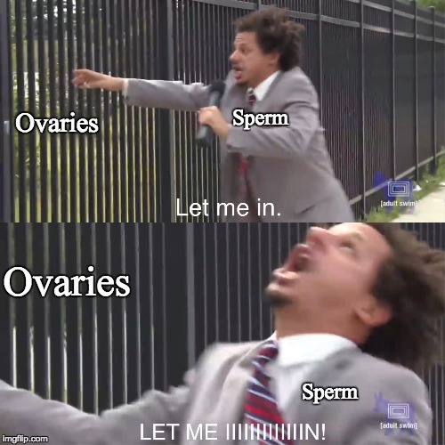 Crash Course in Sex Education | Sperm Sperm Ovaries Ovaries | image tagged in let me in | made w/ Imgflip meme maker