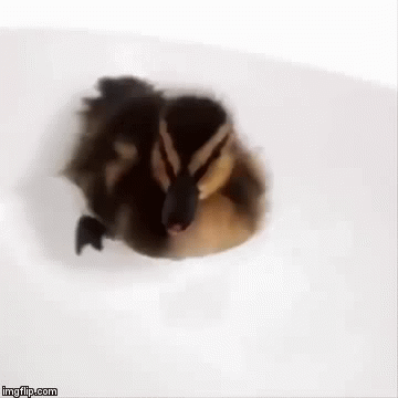 Wittle Duckie | image tagged in gifs,cute animals | made w/ Imgflip video-to-gif maker