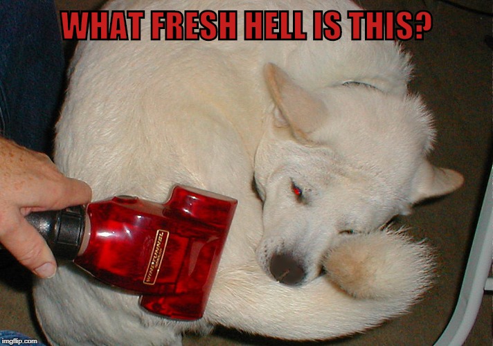 What fresh hell is this? | WHAT FRESH HELL IS THIS? | image tagged in vacuum,fleas,cute puppy | made w/ Imgflip meme maker