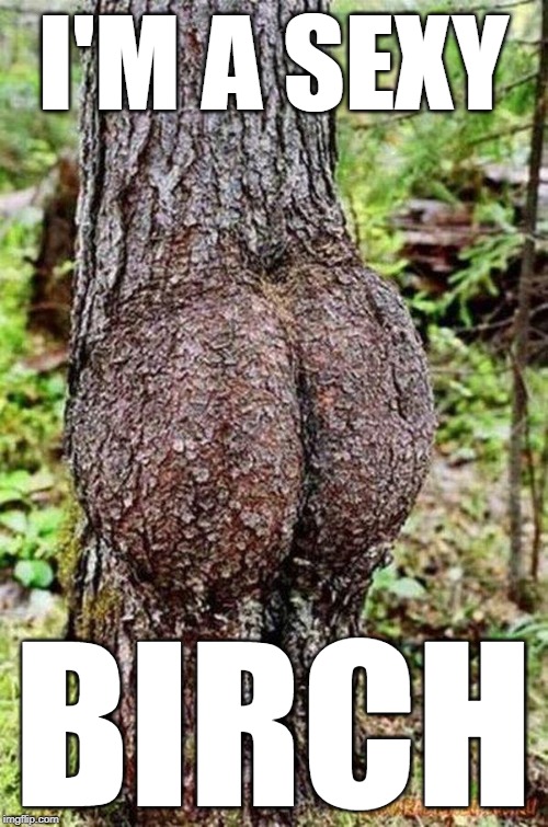 Sexy Tree | I'M A SEXY BIRCH | image tagged in sexy tree | made w/ Imgflip meme maker