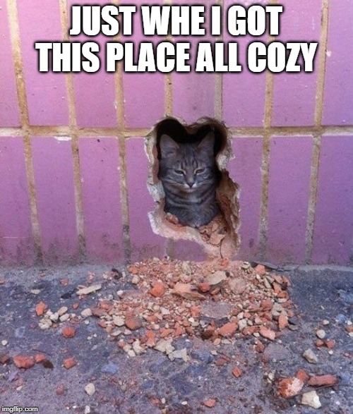 Cat in a wall | JUST WHE I GOT THIS PLACE ALL COZY | image tagged in cat in a wall | made w/ Imgflip meme maker