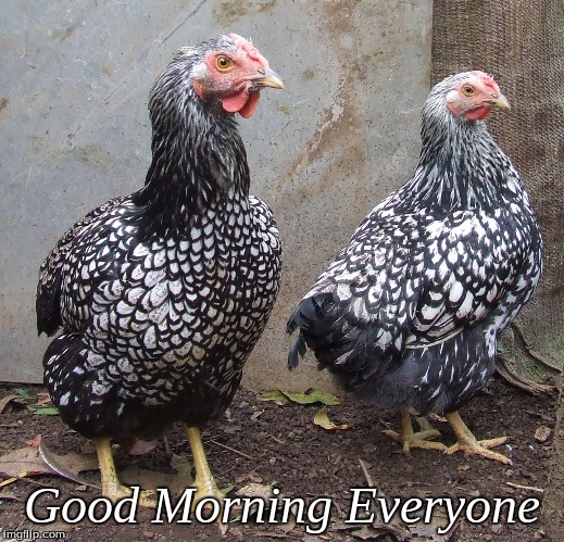 Good Morning Everyone | Good Morning Everyone | image tagged in memes,chickens,good morning,good morning chickens | made w/ Imgflip meme maker
