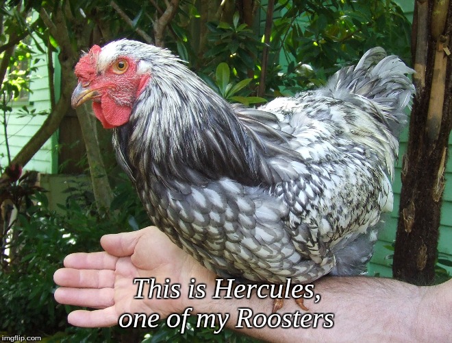 This is Hercules, one of my Roosters | This is Hercules, one of my Roosters | image tagged in memes,roosters,chickens | made w/ Imgflip meme maker