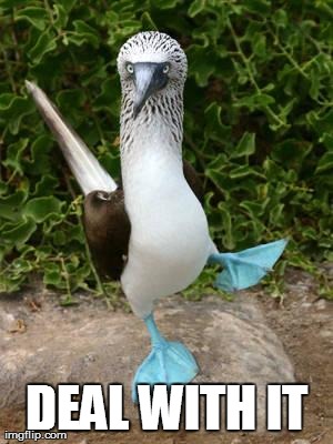 image tagged in funny,birds,deal with it,haters gonna hate | made w/ Imgflip meme maker