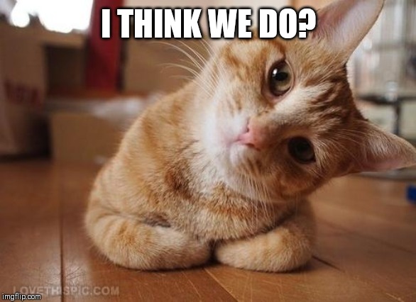 Curious Question Cat | I THINK WE DO? | image tagged in curious question cat | made w/ Imgflip meme maker