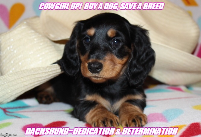 Cowgirl Up! | COWGIRL UP!  BUY A DOG, SAVE A BREED; DACHSHUND=DEDICATION & DETERMINATION | image tagged in cowgirl up | made w/ Imgflip meme maker