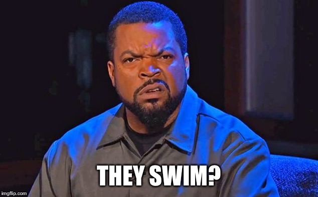 ice cube | THEY SWIM? | image tagged in ice cube | made w/ Imgflip meme maker