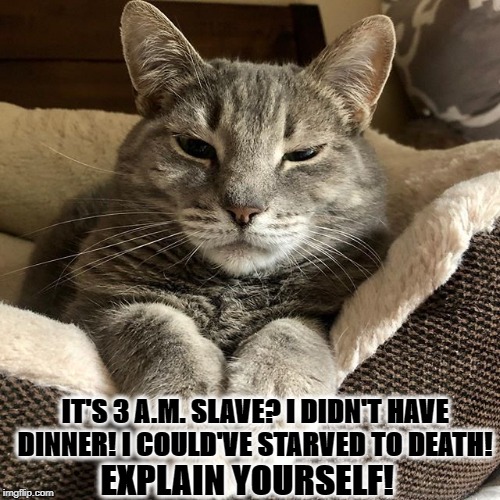 I HAVEN'T EATEN | IT'S 3 A.M. SLAVE? I DIDN'T HAVE DINNER! I COULD'VE STARVED TO DEATH! EXPLAIN YOURSELF! | image tagged in i haven't eaten | made w/ Imgflip meme maker