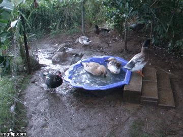 ducks having a bath | image tagged in gifs,ducks,ducks having a bath | made w/ Imgflip video-to-gif maker