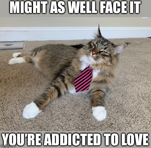 Robert Palmer Cat | MIGHT AS WELL FACE IT; YOU’RE ADDICTED TO LOVE | image tagged in robert palmer cat | made w/ Imgflip meme maker