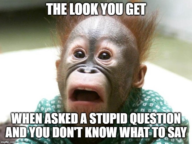 stupid question | THE LOOK YOU GET; WHEN ASKED A STUPID QUESTION AND YOU DON'T KNOW WHAT TO SAY | image tagged in animals | made w/ Imgflip meme maker