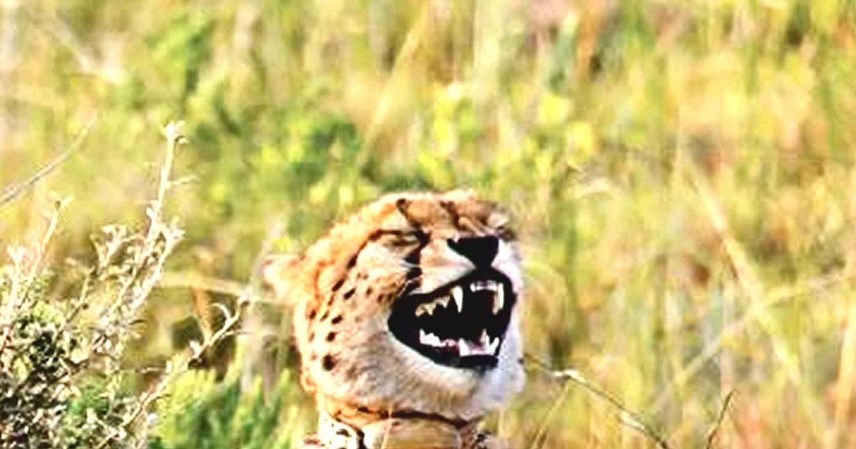 High Quality LAUGHING LEOPARD Blank Meme Template