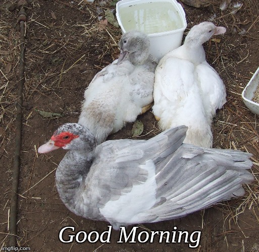 Good Morning | Good Morning | image tagged in good morning,memes,ducks,good morning ducks | made w/ Imgflip meme maker