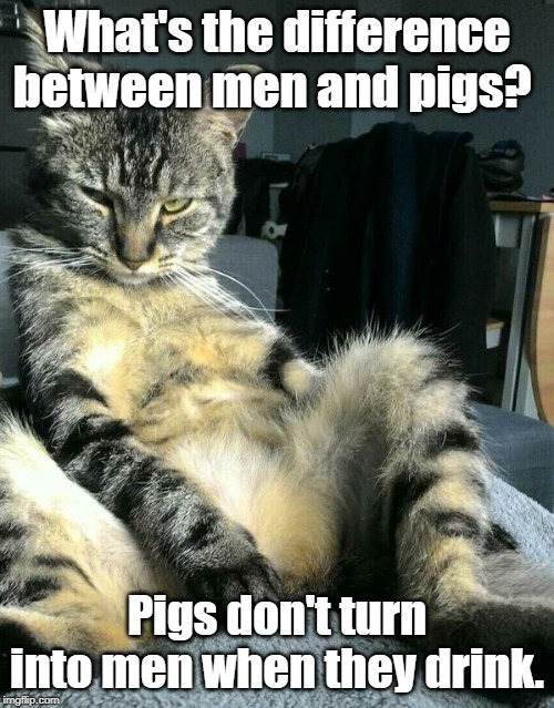 Drunken cat | What's the difference between men and pigs? Pigs don't turn into men when they drink. | image tagged in cat | made w/ Imgflip meme maker