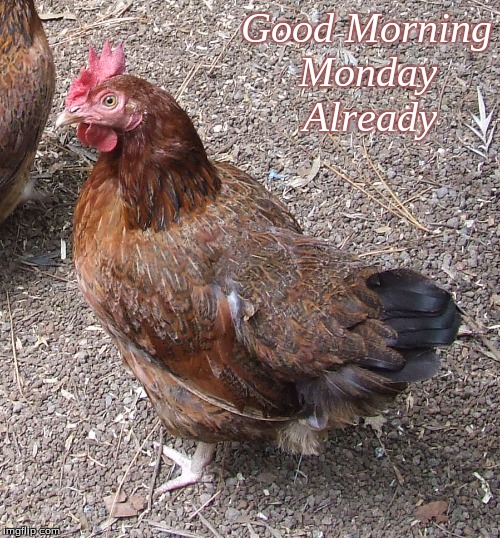 Good Morning, Monday already | Good Morning
Monday     
Already | image tagged in memes,good morning,good morning chickens,monday already | made w/ Imgflip meme maker