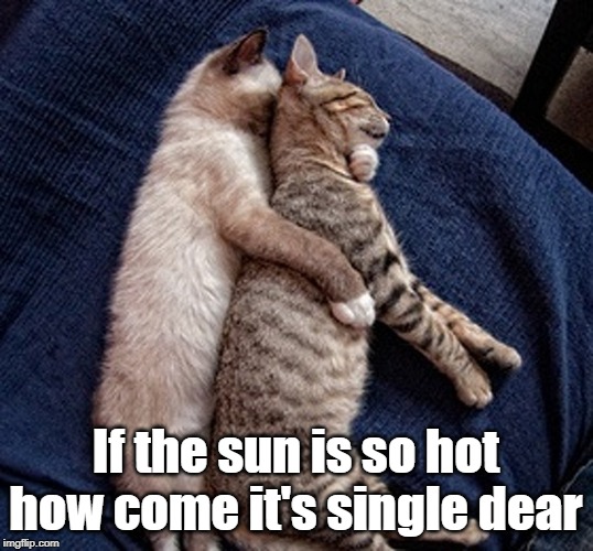 Hot cats | If the sun is so hot how come it's single dear | image tagged in cat | made w/ Imgflip meme maker