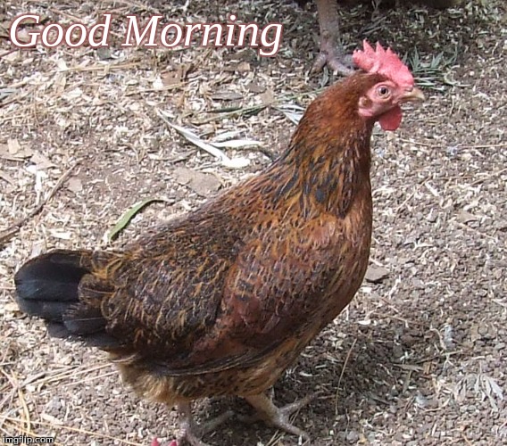 Good Morning | Good Morning | image tagged in memes,good morning,chickens,good morning chickens | made w/ Imgflip meme maker