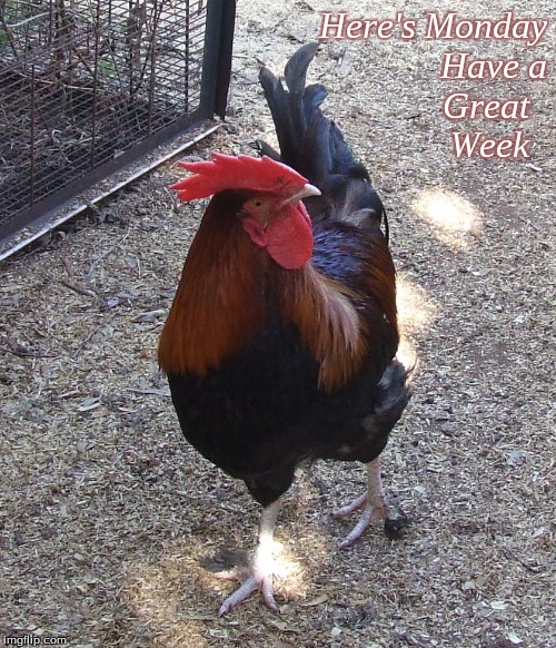 Here's Monday, have a great week | Here's Monday
Have a
Great  
Week | image tagged in memes,monday,roosters,chickens,here's monday | made w/ Imgflip meme maker
