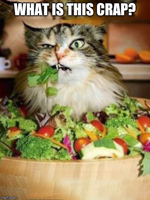 salad-cat | WHAT IS THIS CRAP? | image tagged in salad-cat | made w/ Imgflip meme maker