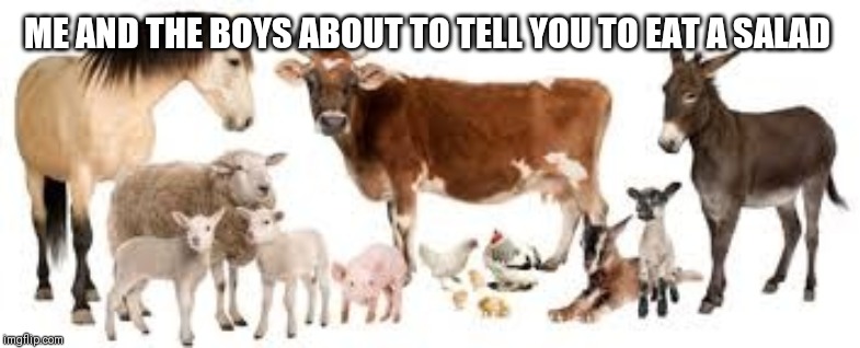 Farm Animals | ME AND THE BOYS ABOUT TO TELL YOU TO EAT A SALAD | image tagged in farm animals | made w/ Imgflip meme maker