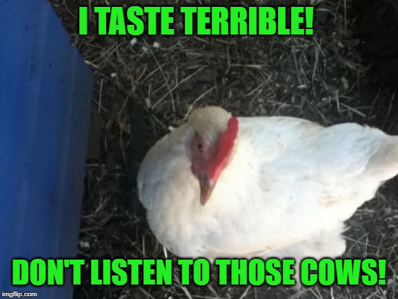 Angry Chicken Boss Meme | I TASTE TERRIBLE! DON'T LISTEN TO THOSE COWS! | image tagged in memes,angry chicken boss | made w/ Imgflip meme maker