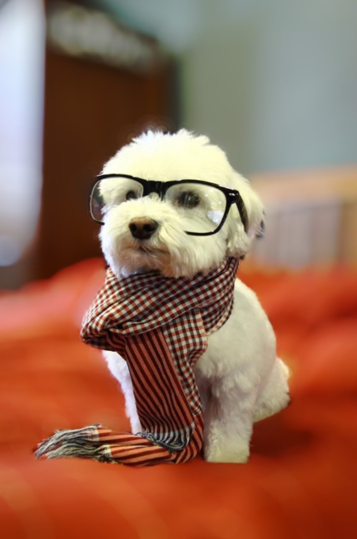 High Quality Hipster Dog 2 Blank Meme Template