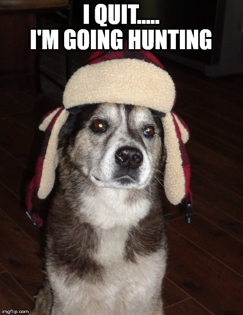 Having a bad day? | I QUIT..... I'M GOING HUNTING | image tagged in hunting dog,frontpage | made w/ Imgflip meme maker