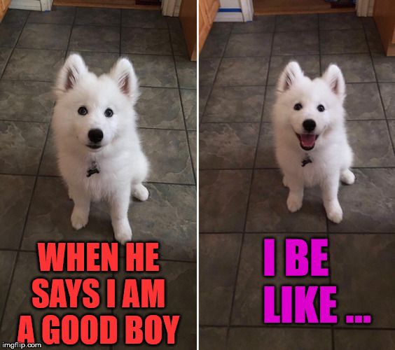 Cute dog alert. Who is a really good boy? | WHEN HE SAYS I AM A GOOD BOY; I BE LIKE ... | image tagged in bad pun dog,frontpage | made w/ Imgflip meme maker