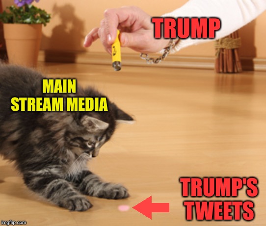 cat laser pointer | TRUMP; MAIN STREAM MEDIA; TRUMP'S TWEETS | image tagged in cat laser pointer | made w/ Imgflip meme maker