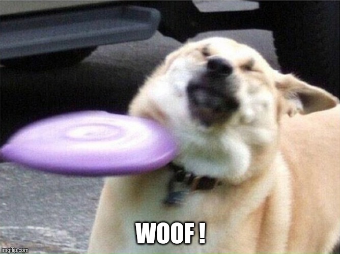 Dog hit by frisbee | WOOF ! | image tagged in dog hit by frisbee | made w/ Imgflip meme maker