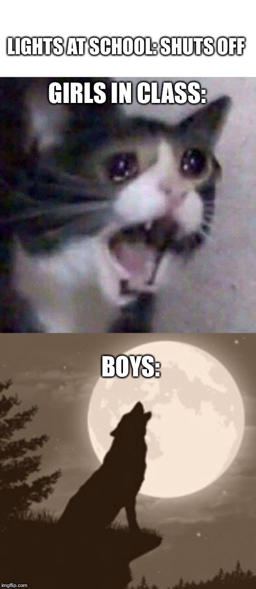  LIGHTS AT SCHOOL: SHUTS OFF; GIRLS IN CLASS:; BOYS: | image tagged in screaming cat meme | made w/ Imgflip meme maker