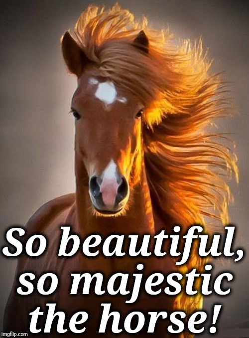 Horse | So beautiful, so majestic the horse! | image tagged in horse | made w/ Imgflip meme maker