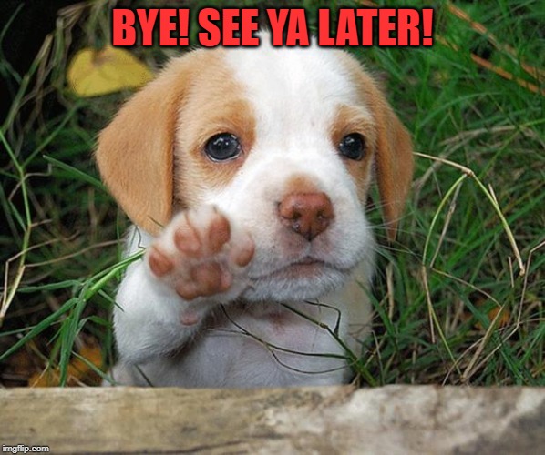 dog puppy bye | BYE! SEE YA LATER! | image tagged in dog puppy bye | made w/ Imgflip meme maker