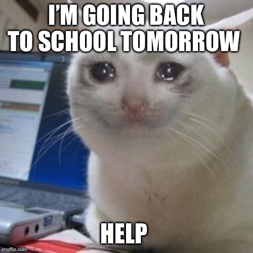 Crying cat | I’M GOING BACK TO SCHOOL TOMORROW; HELP | image tagged in crying cat,s e n d h e l p,depression | made w/ Imgflip meme maker