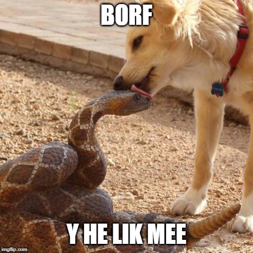 Borf | BORF; Y HE LIK MEE | image tagged in barf | made w/ Imgflip meme maker