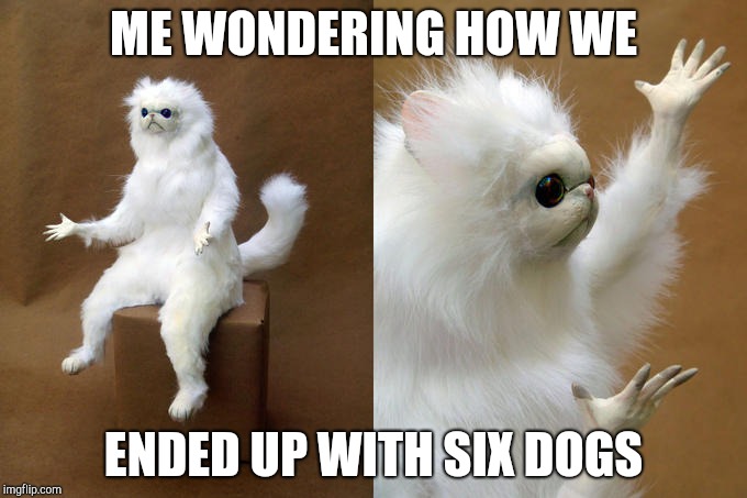 Persian Cat Room Guardian | ME WONDERING HOW WE; ENDED UP WITH SIX DOGS | image tagged in memes,persian cat room guardian | made w/ Imgflip meme maker