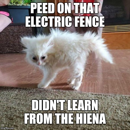 DAMN ELECTRIC FENCE | PEED ON THAT ELECTRIC FENCE; DIDN'T LEARN FROM THE HIENA | image tagged in cats,funny,cat | made w/ Imgflip meme maker