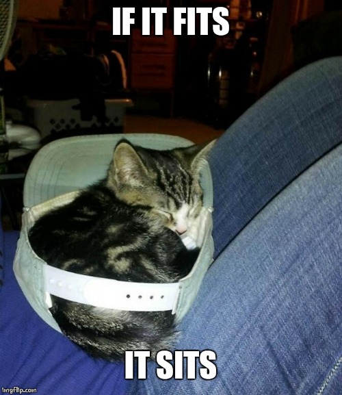 CATS WILL LAY ANYWHERE | IF IT FITS; IT SITS | image tagged in cats,cute cat | made w/ Imgflip meme maker