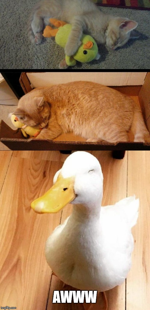 CUTE | AWWW | image tagged in smile duck,cats,ducks,duck,cute | made w/ Imgflip meme maker