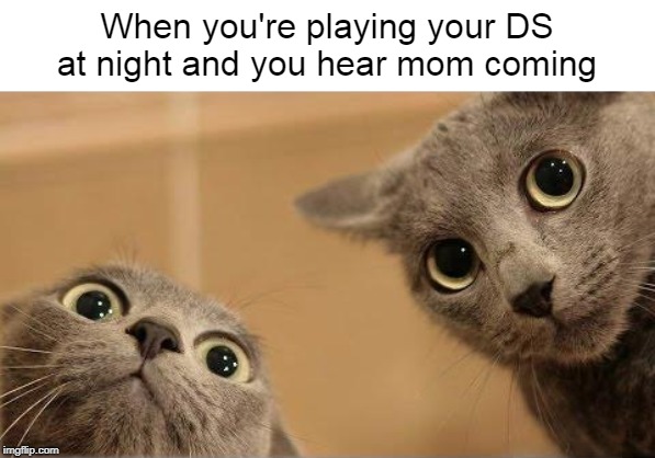 Don't Get Caught! | When you're playing your DS at night and you hear mom coming | image tagged in cat,dank memes,mom,video games,childhood,memes | made w/ Imgflip meme maker