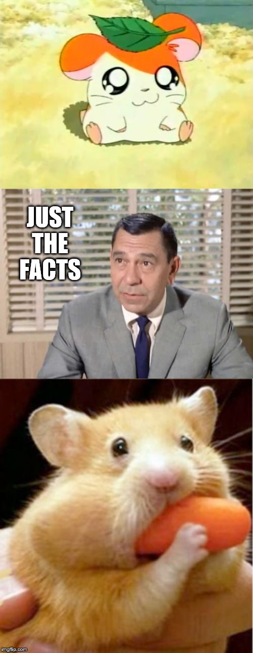 guilty hamtaro | JUST THE FACTS | image tagged in hamtaro | made w/ Imgflip meme maker