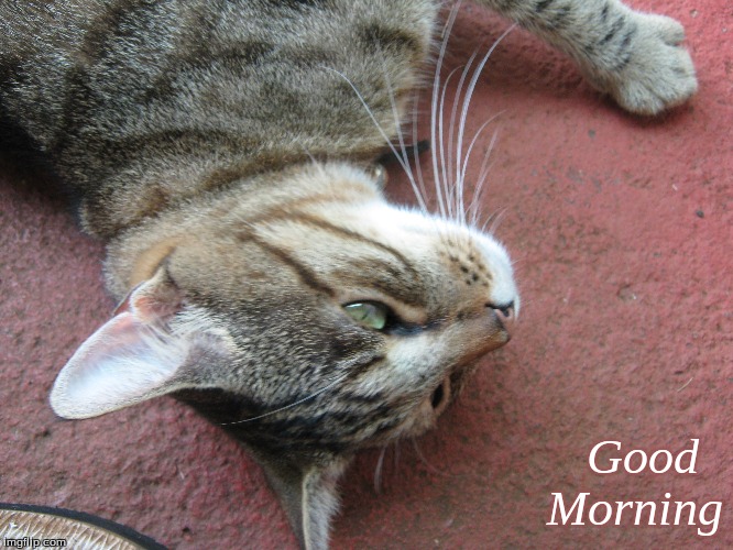 Good Morning | Good  
Morning | image tagged in memes,cats,good morning,good morning cats | made w/ Imgflip meme maker