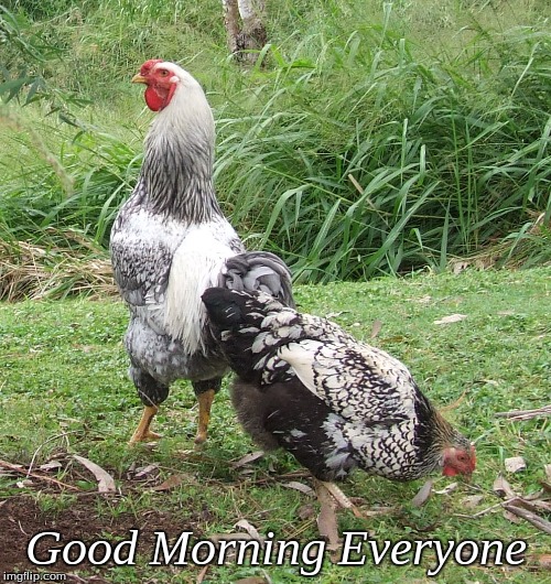 Good Morning Everyone | Good Morning Everyone | image tagged in memes,good morning,good morning chickens,chickens,roosters | made w/ Imgflip meme maker
