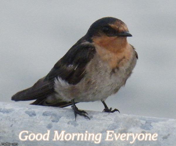Good Morning Everyone | Good Morning Everyone | image tagged in memes,good morning,good morning birds,birds | made w/ Imgflip meme maker
